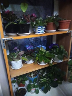 Причины, по которым ваши фиалки не цветут: что нужно знать каждому цветоводу