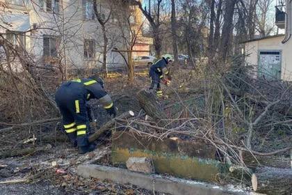 В Ростове из-за сильного ветра упали девять деревьев