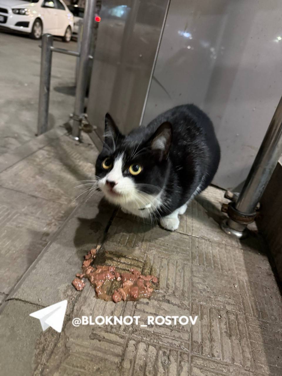 Ростовчане сообщают о красивом черно-белом коте возле «Пятерочки» на улице Селиванова Ростовчане сообщают о красивом черно-белом коте возле «Пятерочки» на улице Селиванова