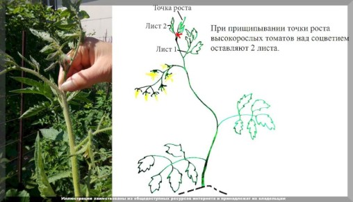 Как обеспечить щедрый урожай томатов в конце августа: секреты эффективного ухода