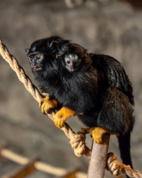 Очаровательные малыши. Парк «Лога» поделился снимками, которые вызывают приступ умиления: крошечные тамаринчики крепко обнимают своих родителей