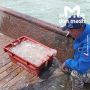 Медузы захватили Азовское море