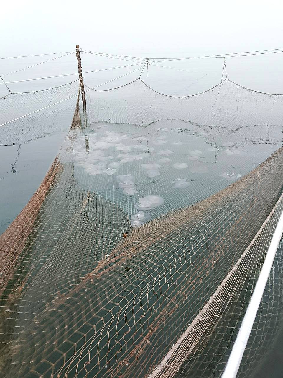 В Азовском море стало больше медуз, но они — мельче В Азовском море стало больше медуз, но они — мельче
