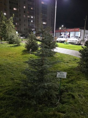 Засохшую ёлку Голубева всё-таки поменяли на свежую