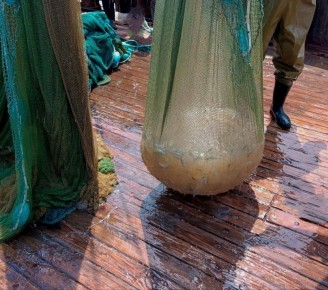 В Азовском море стало больше медуз, но они — мельче