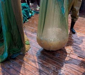 Сотни медуз заполонили Азовское море