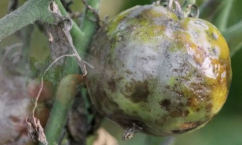 Как справиться с фитофторой: 5 шагов к спасению урожая