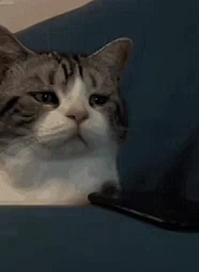 ��� ������, ���� �������� ���������� ���������?