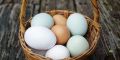 Как правильно хранить яйца: секреты свежести и безопасности