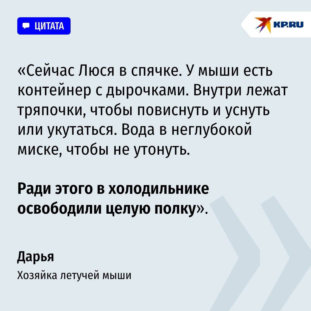 «Живёт в холодильнике — у неё своя полка»: Ростовчанка спасла летучую мышь и приютила её у себя в квартире «Живёт в холодильнике — у неё своя полка»: Ростовчанка спасла летучую мышь и приютила её у себя в квартире
