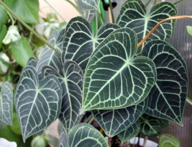 �������� ��� ����������: ����������� �����������-���������� ��������