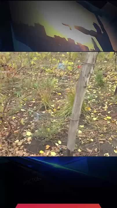 ������ �������� ����� �������� � �������� ���� ����