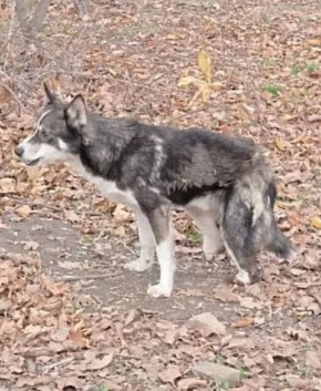 �������, ����� �� ����� �����: ����������� �� ������������� ������� ��������� �� ������� ����� ��� ���