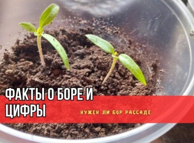 ������� ���������� ���������: ����� �� ������� ��� ��� �������?