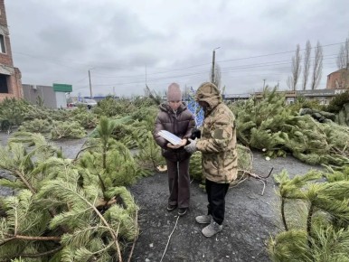 Инспекционный отдел проводит рейды по рынкам ёлок