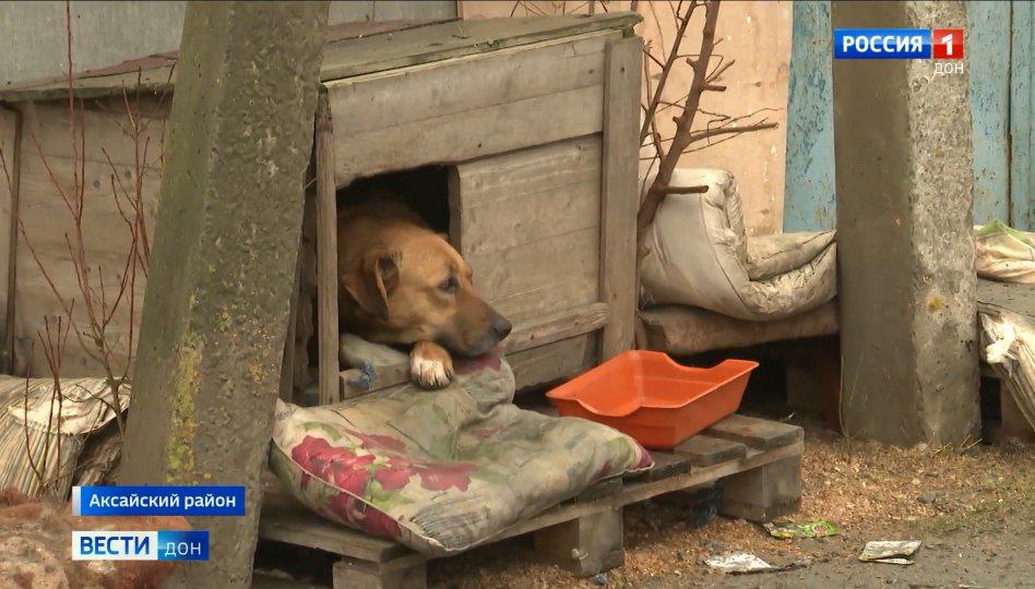 Уголовное дело возбудили по факту жестокого обращения с животными в приюте Аксайского района "Забытые сердца", сообщили в МВД по Ростовской области Уголовное дело возбудили по факту жестокого обращения с животными в приюте Аксайского района "Забытые сердца", сообщили в МВД по Ростовской области