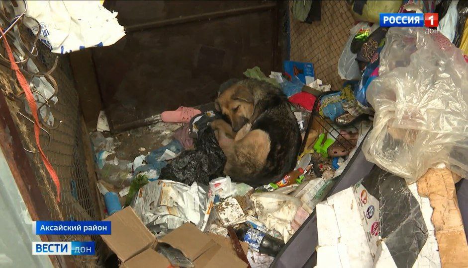 Уголовное дело возбудили по факту жестокого обращения с животными в приюте Аксайского района "Забытые сердца", сообщили в МВД по Ростовской области Уголовное дело возбудили по факту жестокого обращения с животными в приюте Аксайского района "Забытые сердца", сообщили в МВД по Ростовской области