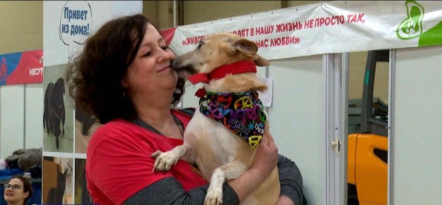 В Ростове прошёл благотворительный фестиваль «Дай лапу», который уже не первый год помогает бездомным собакам и кошкам найти новый дом