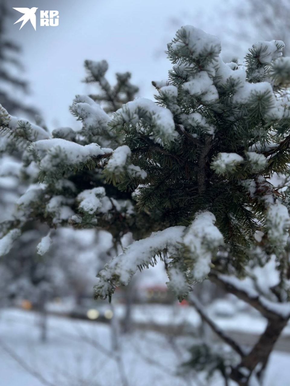 Зарисовки заснеженного Ростова Зарисовки заснеженного Ростова