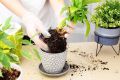 Сигналы, что ваши домашние растения нуждаются в пересадке