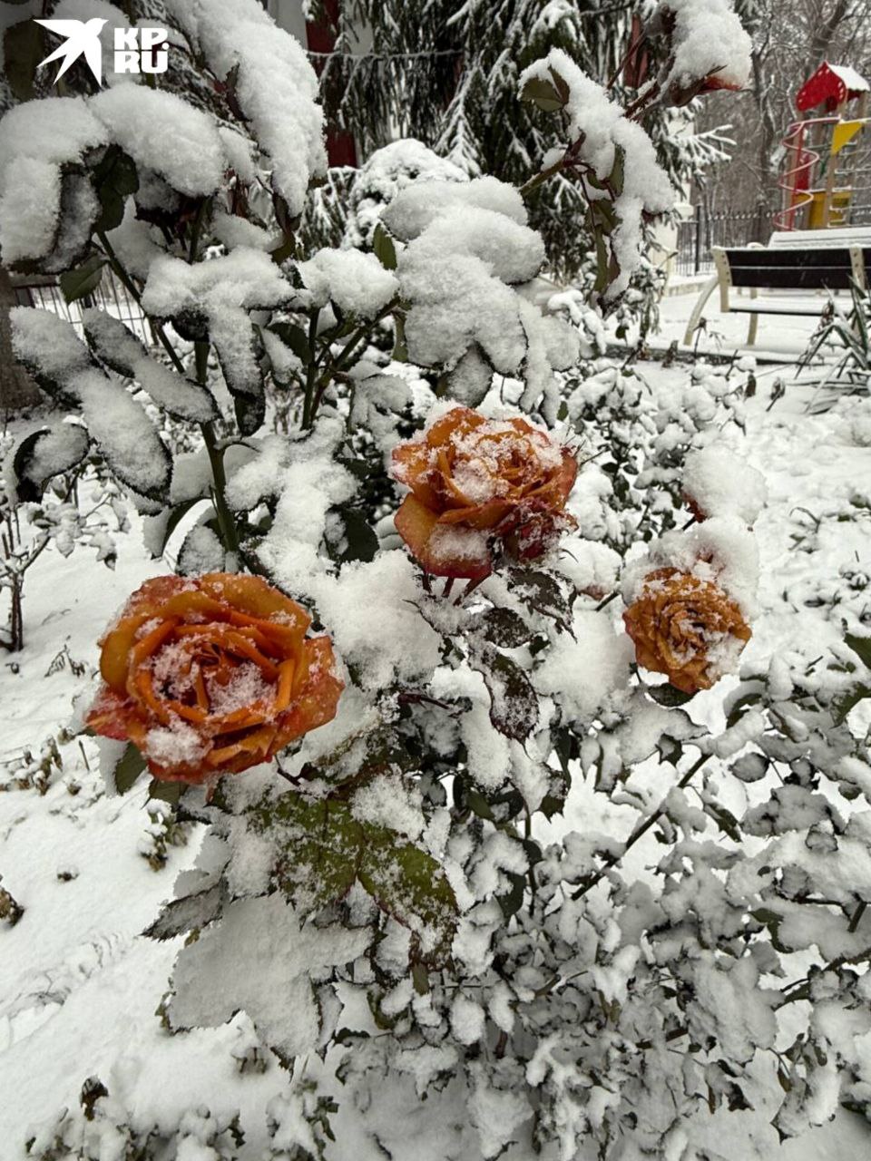 Зарисовки заснеженного Ростова Зарисовки заснеженного Ростова