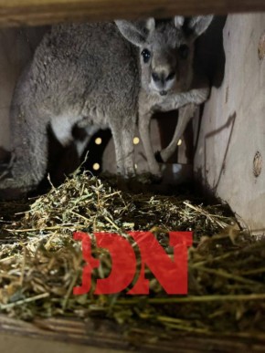 В парк «Малинки» в Ростовской области прибыли 20 кенгуру из Израиля