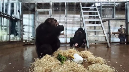 Свидание шимпанзе со снеговиком произошло в Ростовском зоопарке
