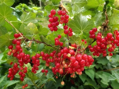 ���������� ��������� ��������� � ���������� ����� ����� ������