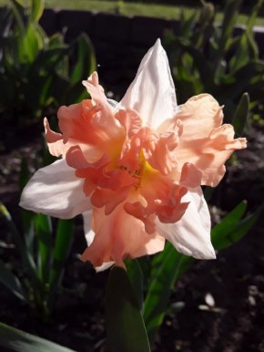 Сад в оттенках персикового пуха: пять растений для вдохновения