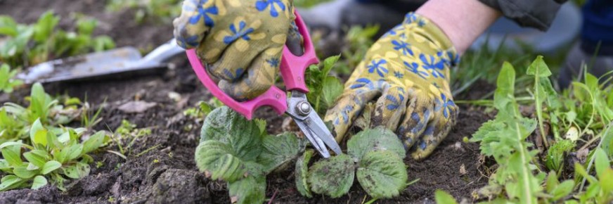 Как обрезка клубники после сбора урожая помогает обеспечить будущий урожай