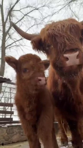 Год только начался, а в парке «Лога» уже случилось первое и самое трогательное чудо: на свет появилась девочка-теленок породы Хайленд!