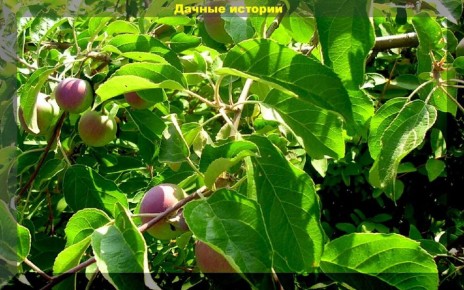 Почему в июле опадают завязи на плодовых деревьях и как с этим бороться?