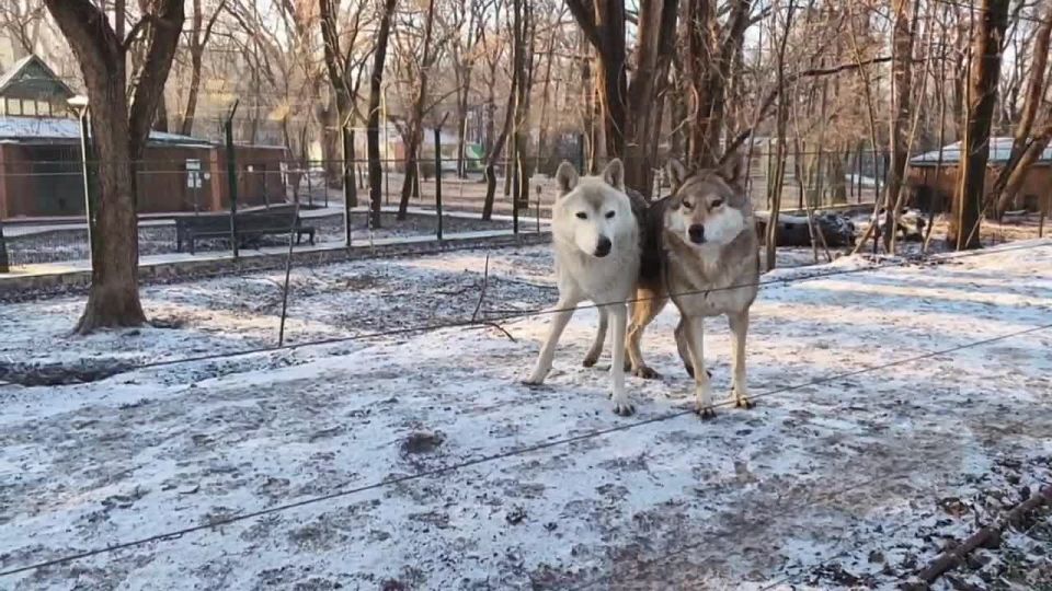 �������� ����� ���� ������ ����������