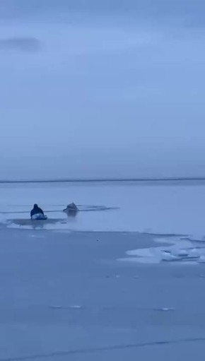 Вмерзшего в лед пеликана спасли в Таганрогском заливе