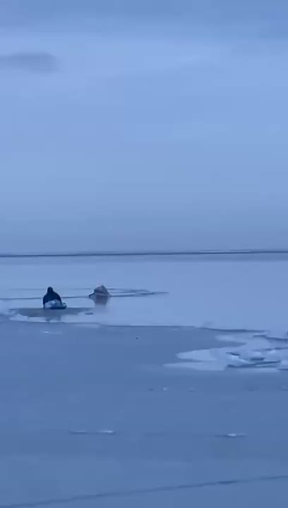 Вмерзшего в лед пеликана спасли в Таганрогском заливе
