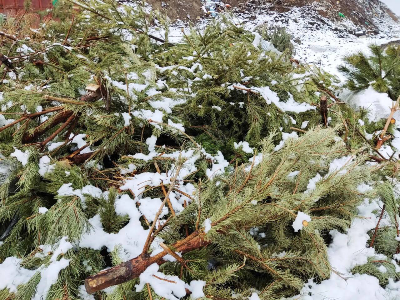 Сдаем новогодние елки правильно — без вреда для контейнерных площадок!