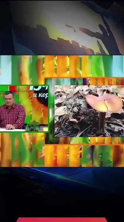 Что за грибы растут в холодное время года?