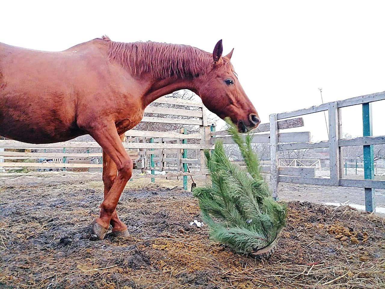 Сдаем новогодние елки правильно — без вреда для контейнерных площадок! Сдаем новогодние елки правильно — без вреда для контейнерных площадок!