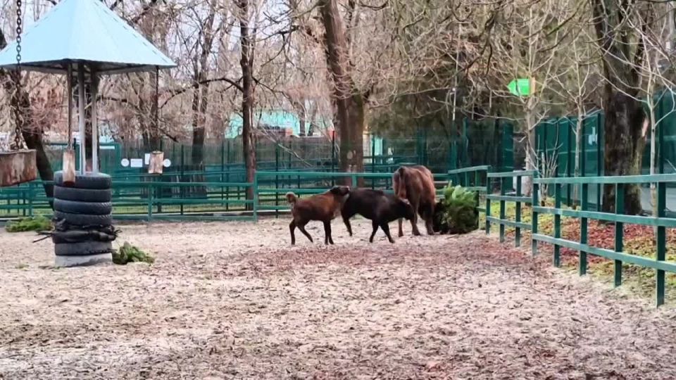 �������������� ���� �������� ����������� ��������