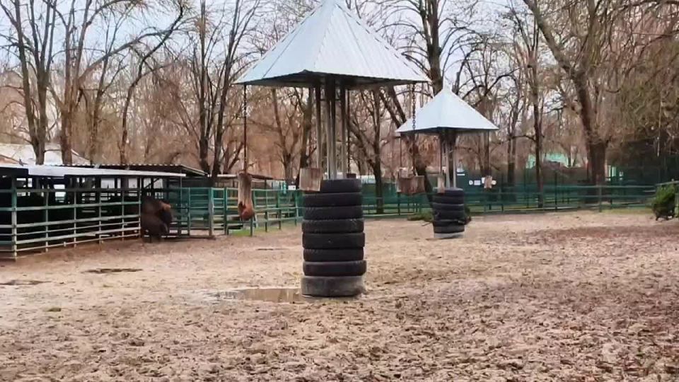 ����� ���������� ����, ���������� ��� ���� ����� ����������, ������ ������ ����� � ��������