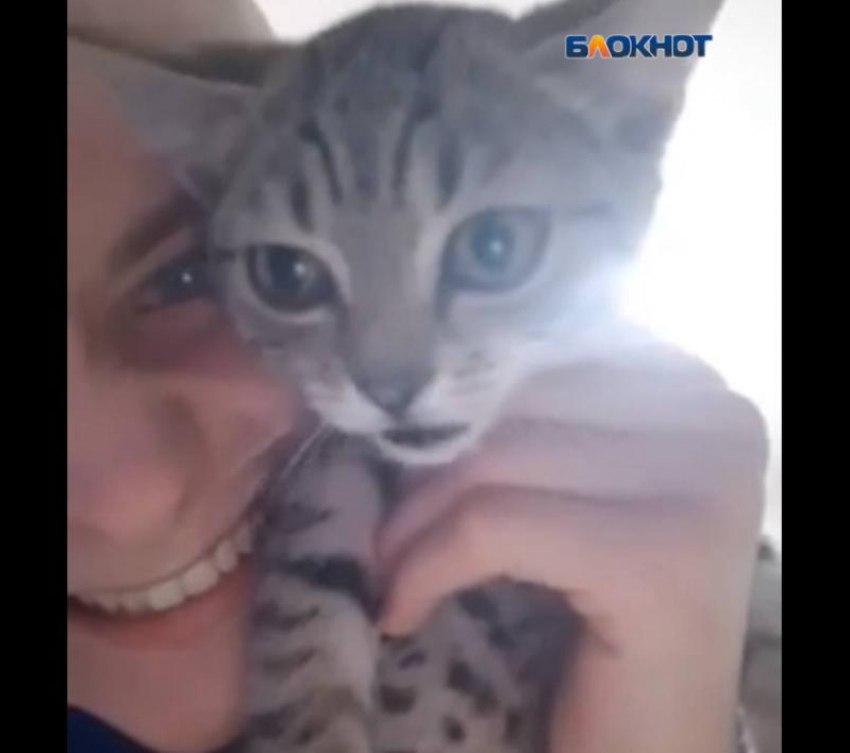 Угрозы убить семью и свастика — так ответил парень в Ростове зоозащитникам на вопрос о пропаже собаки Угрозы убить семью и свастика — так ответил парень в Ростове зоозащитникам на вопрос о пропаже собаки