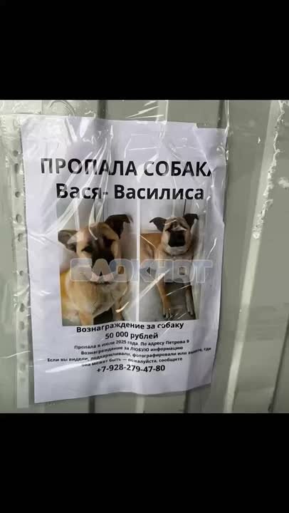 Угрозы убить семью и свастика — так ответил парень в Ростове зоозащитникам на вопрос о пропаже собаки