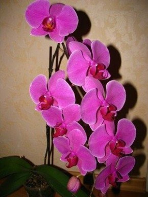 ��������� � �����������: ������ ���� � ������ ����� �������