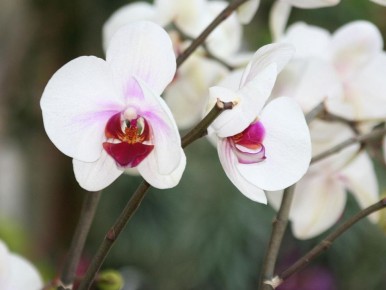 ��� ������� ������� ��������: ��� ��������� ����������� ���������