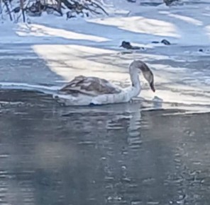 ������, ������� �� ����� �������� �������� ������������ � ���������� �������, ����� �������� ��������� �� ����