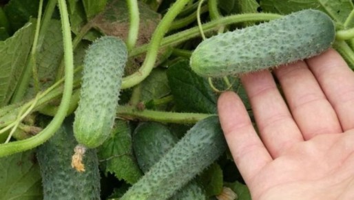 Огурцы, не знающие бед: десять сортов для успешного урожая