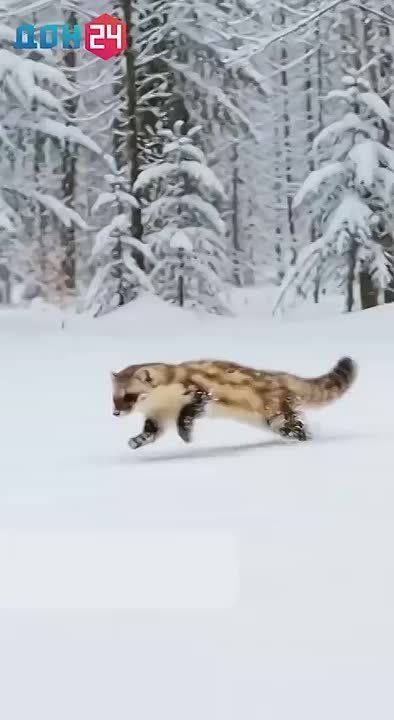 ����, �����, ������: ����� ������ ��� ������ �������?