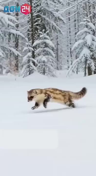 Снег, туман, метель: какая погода ждёт дончан сегодня?