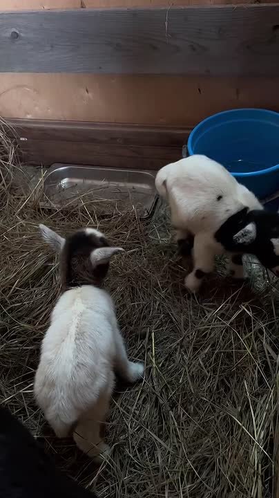 В парке-птиц «Малинки» не просто baby-бум, а настоящий мировой рекор