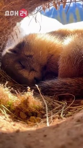 Местами снег, метель, снежные заносы: какая погода ждёт дончан сегодня?